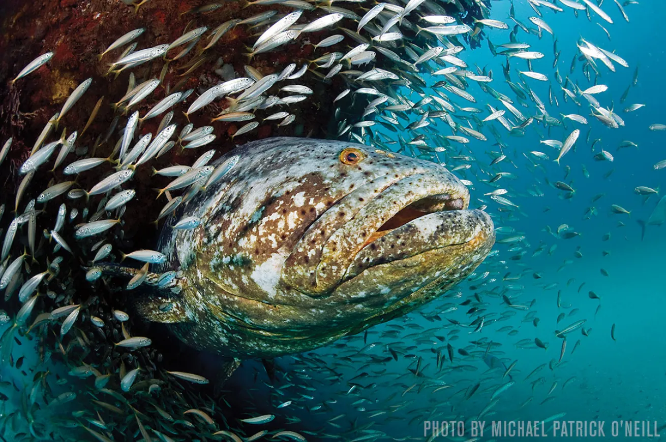 Goliath Grouper | Jupiter, Florida