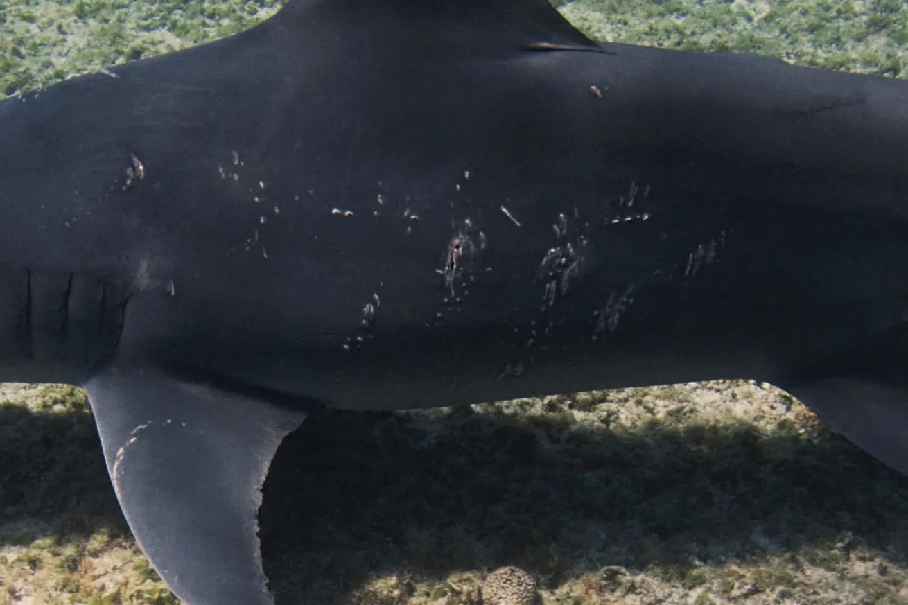 hammerhead shark mating scars