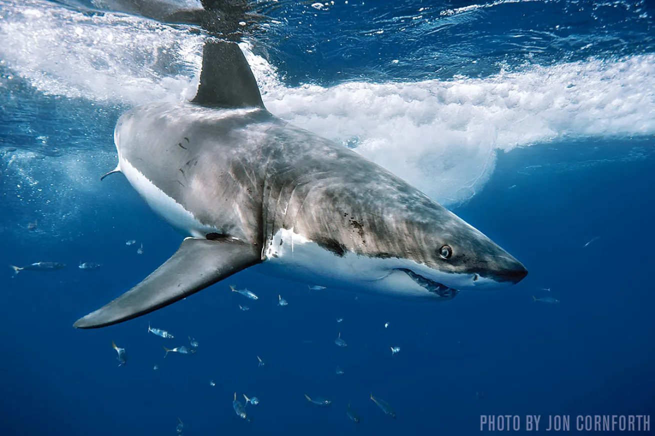 Great White Sharks | Baja California, Mexico