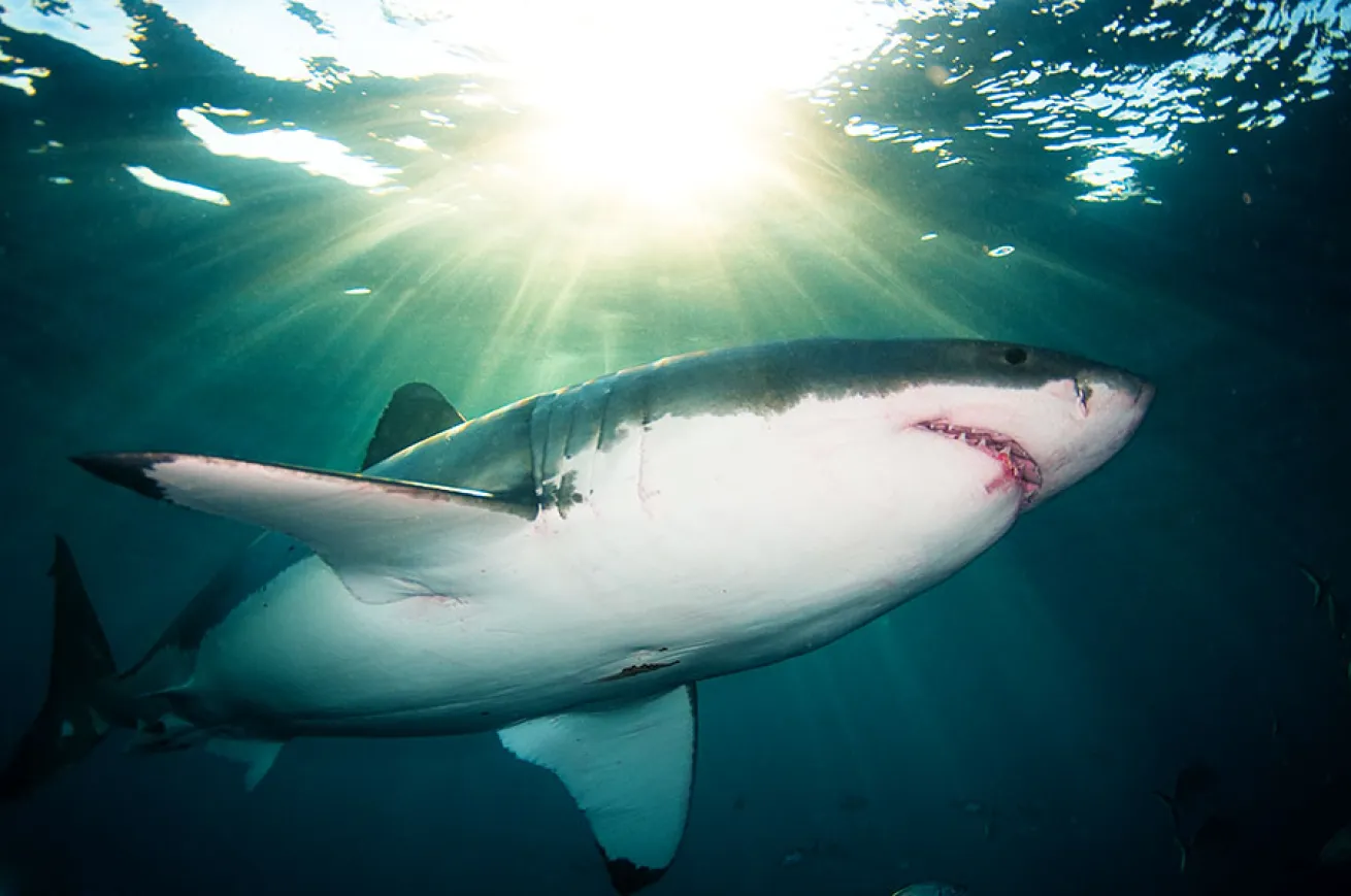 great white shark