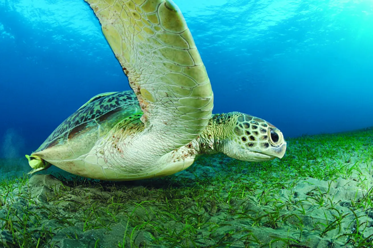 Green sea turtle