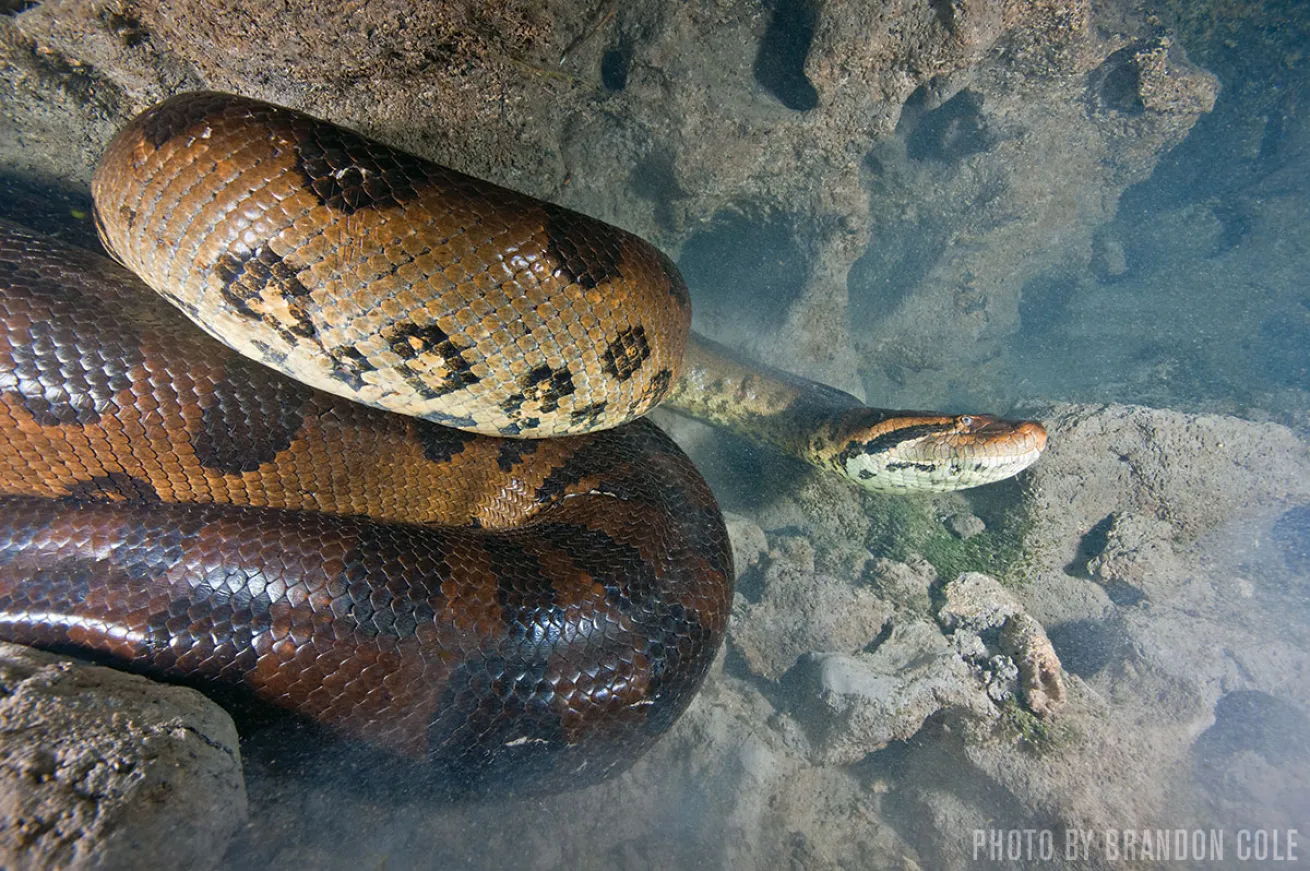 Green Anacondas | Bonito Brazil