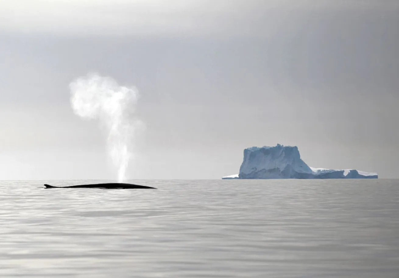 fin whale greenland 