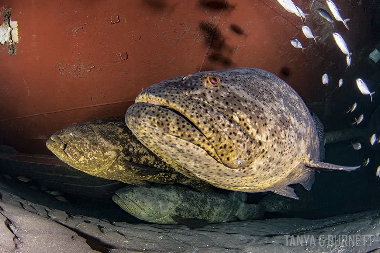 Goliath grouper Ana Cecilia shipwreck Palm Beach Floria