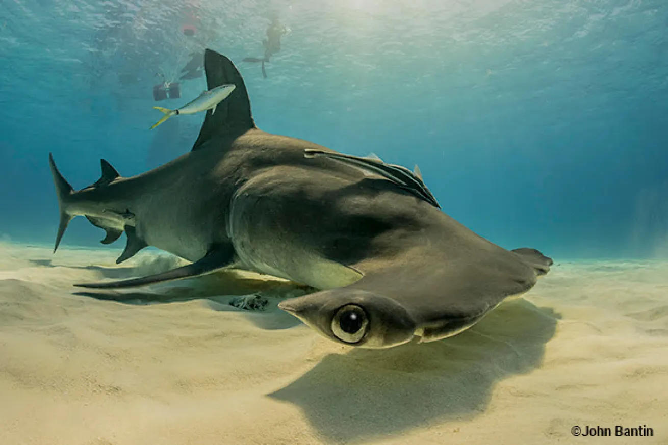 hammerhead shark bimini bahamas