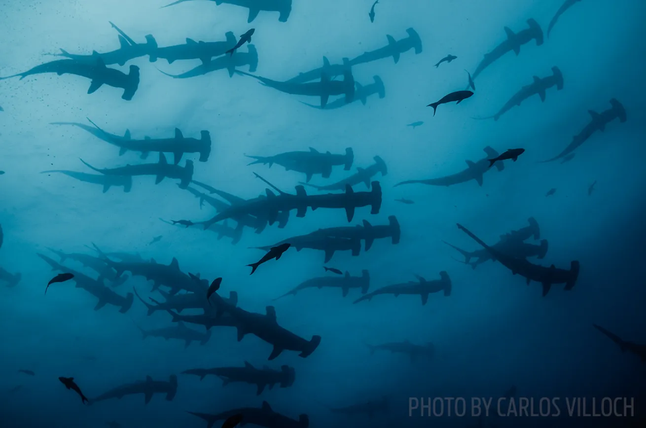 hammerhead sharks aggregating