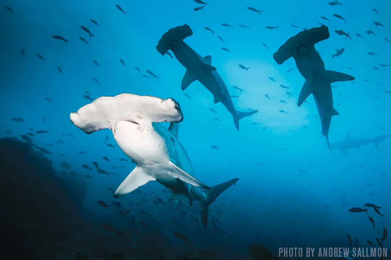 Hammerhead Sharks | Cocos, Costa Rica