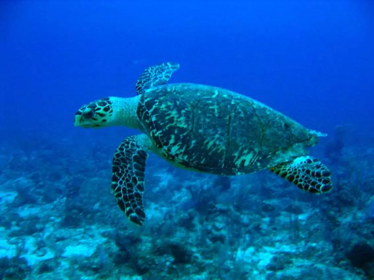 hawksbill turtle