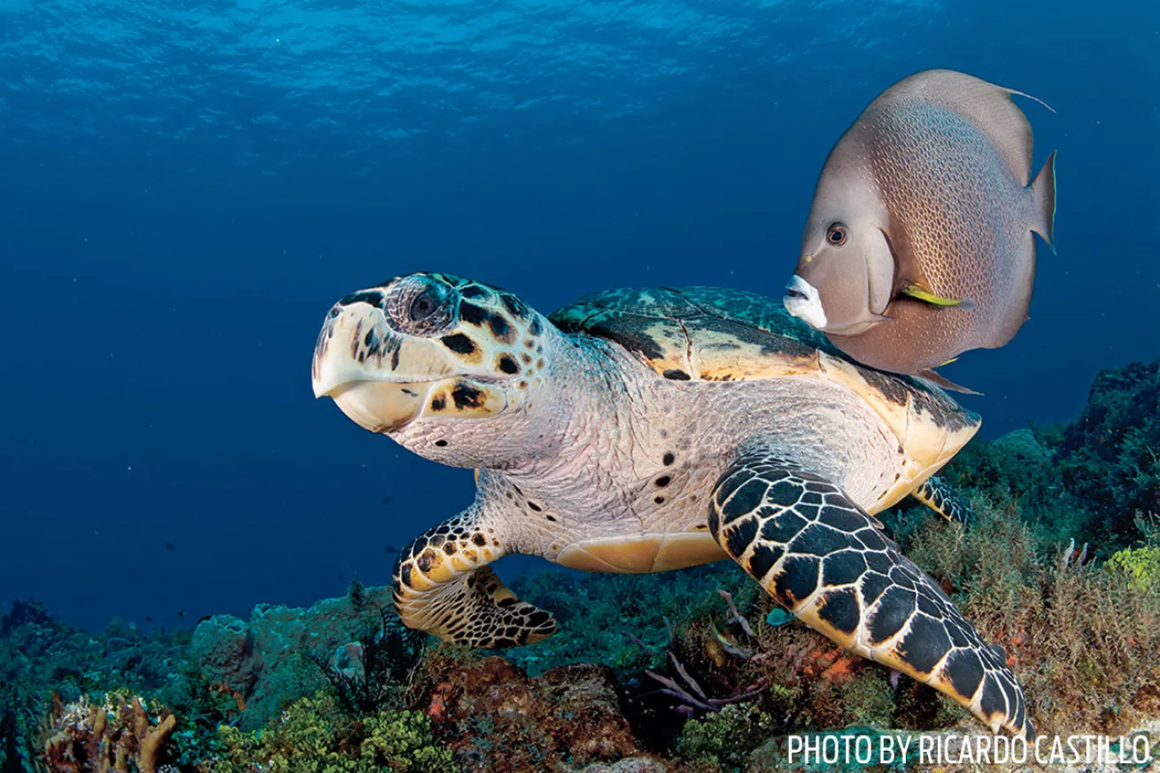 Hawksbill Turtles | Cozumel, Mexico