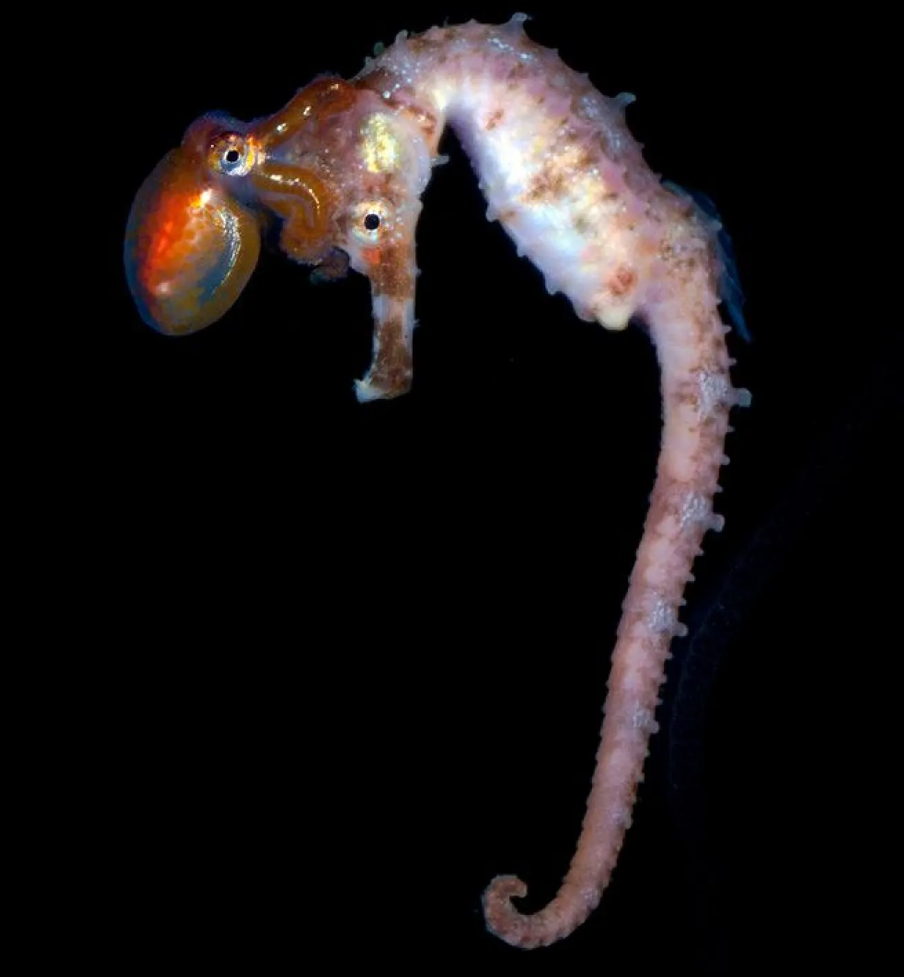 Pelagic seahorses