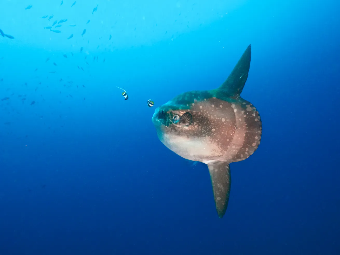 Hoodwinker sunfish in a blue water (Nusa Lembongan, Bali, Indonesia)