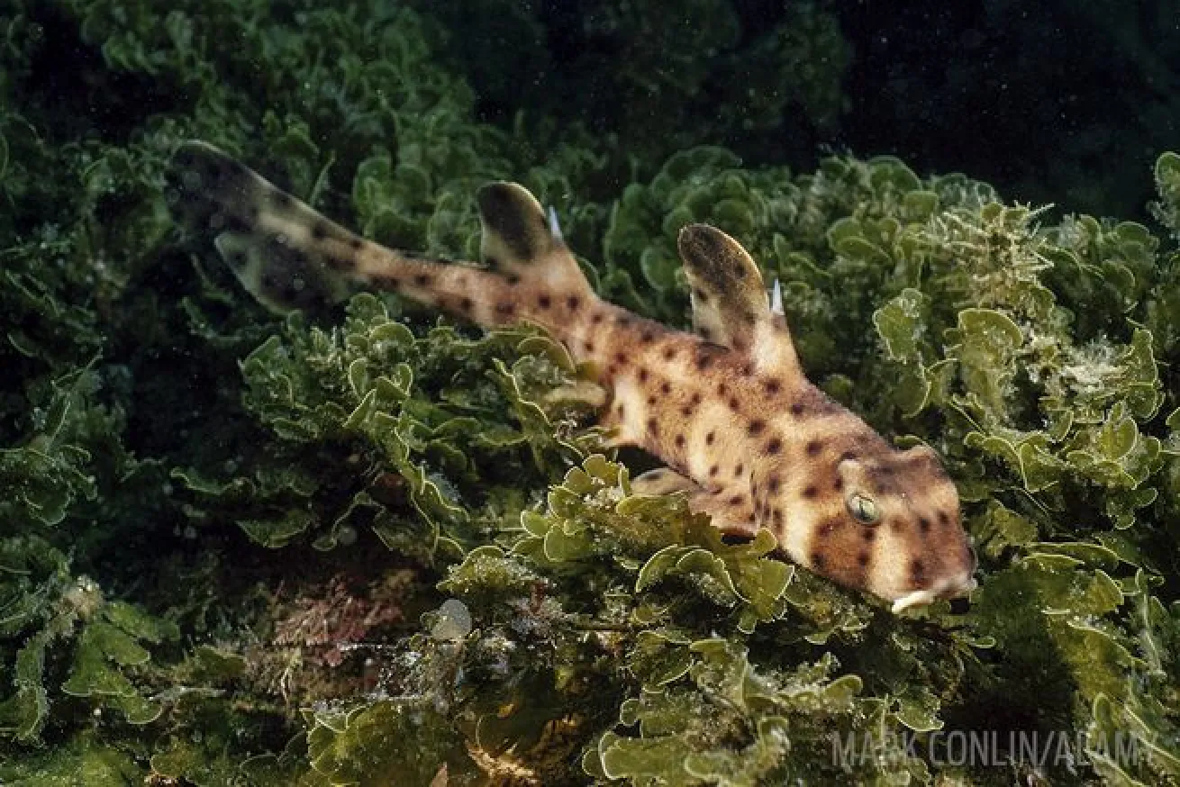 Horn shark bizarre weird ocean sea creatures