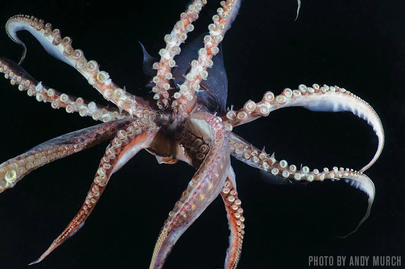 Humboldt Squid | Sea of Cortez, Mexico