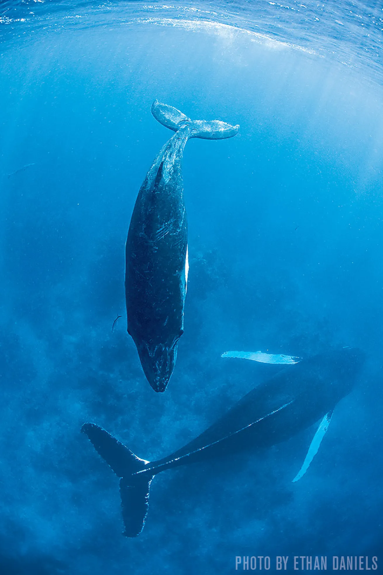 Humpback Whales | Silver Bank, Dominican Republic