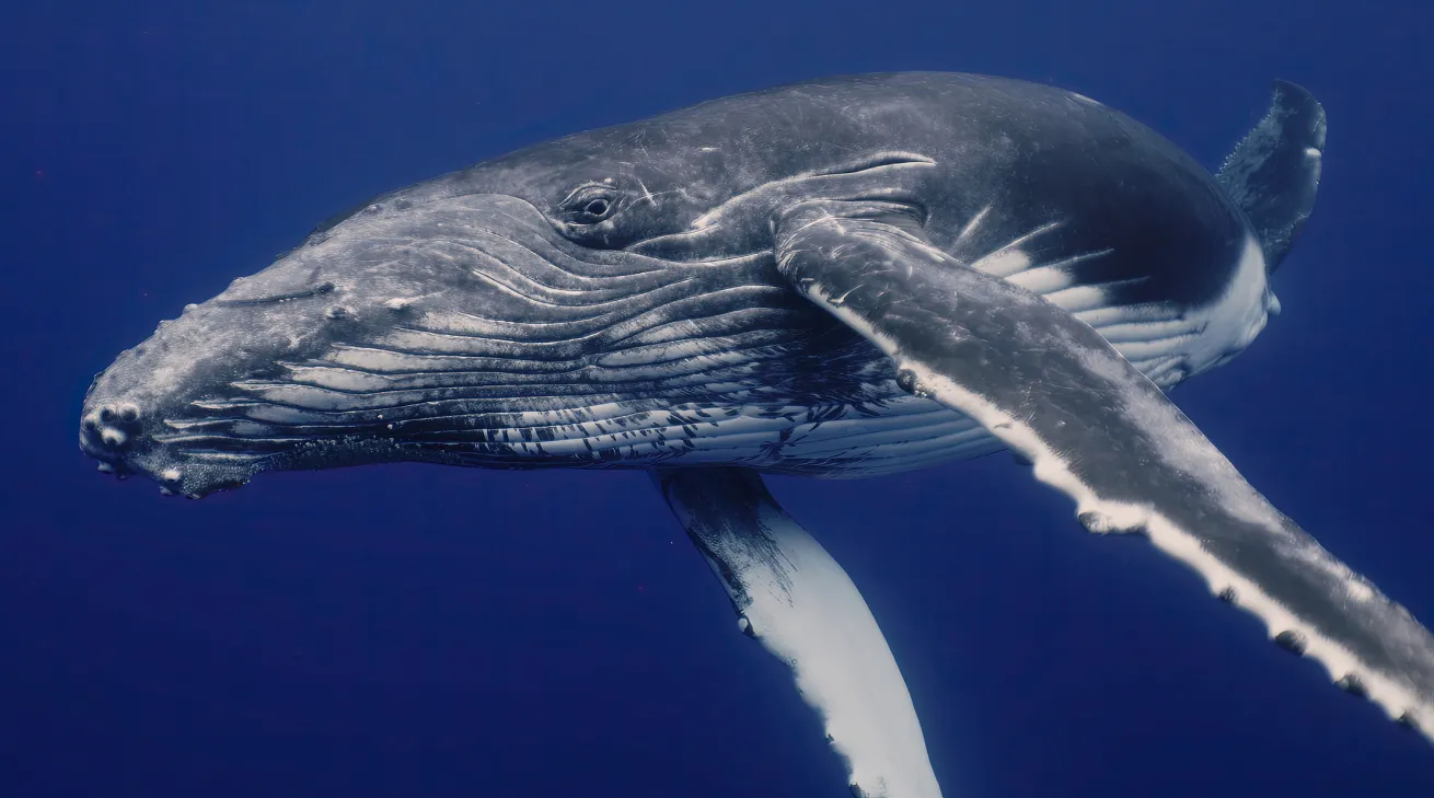 Fantastic closeup humpback whale gently dancing in blue water close to surface, light shimmering. Concept of natural habitat wildlife marine animals of Tonga. Underwater shot full body whale.