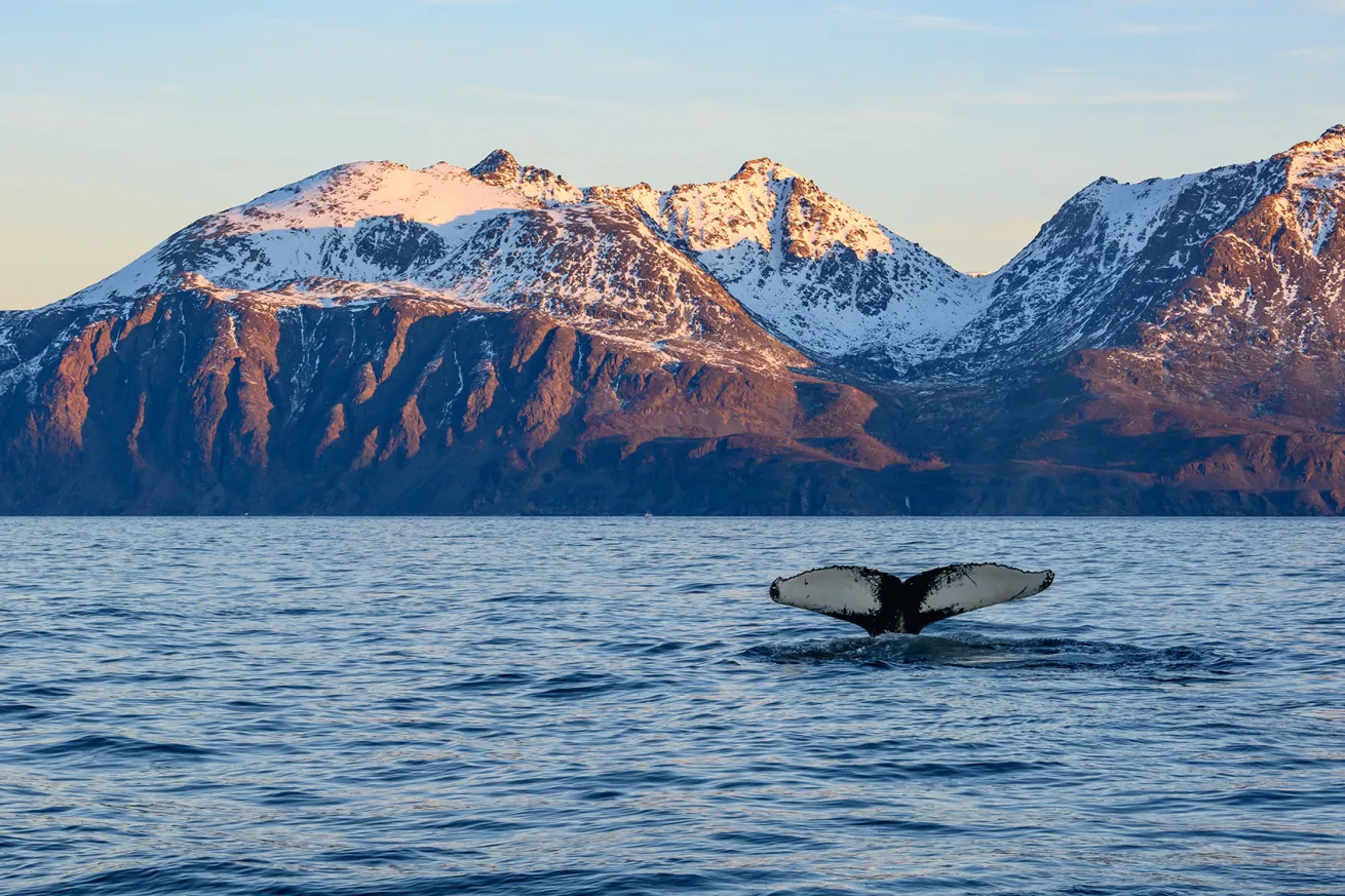 whale tail in norway