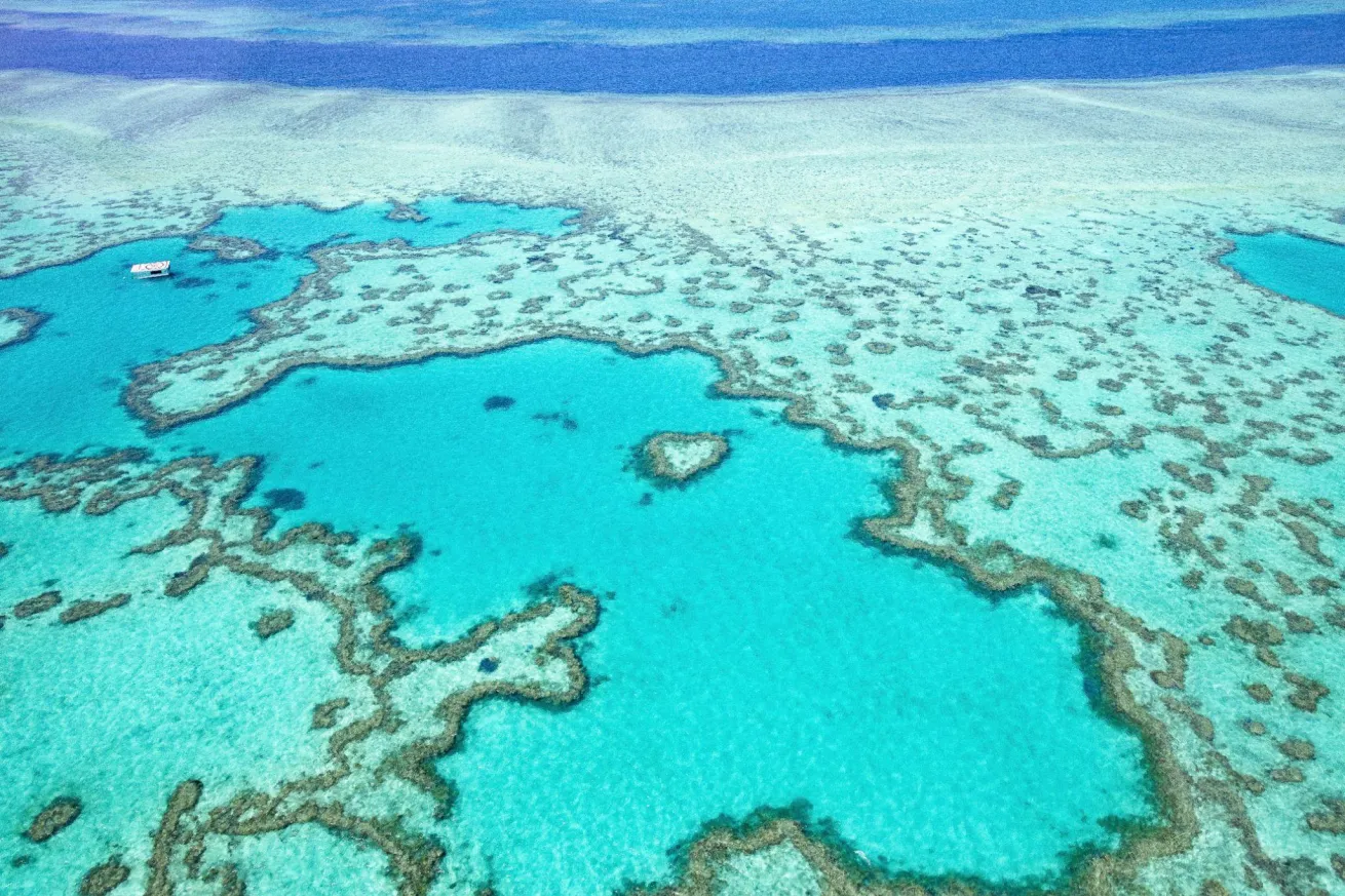 You can help protect the Great Barrier Reef from home.