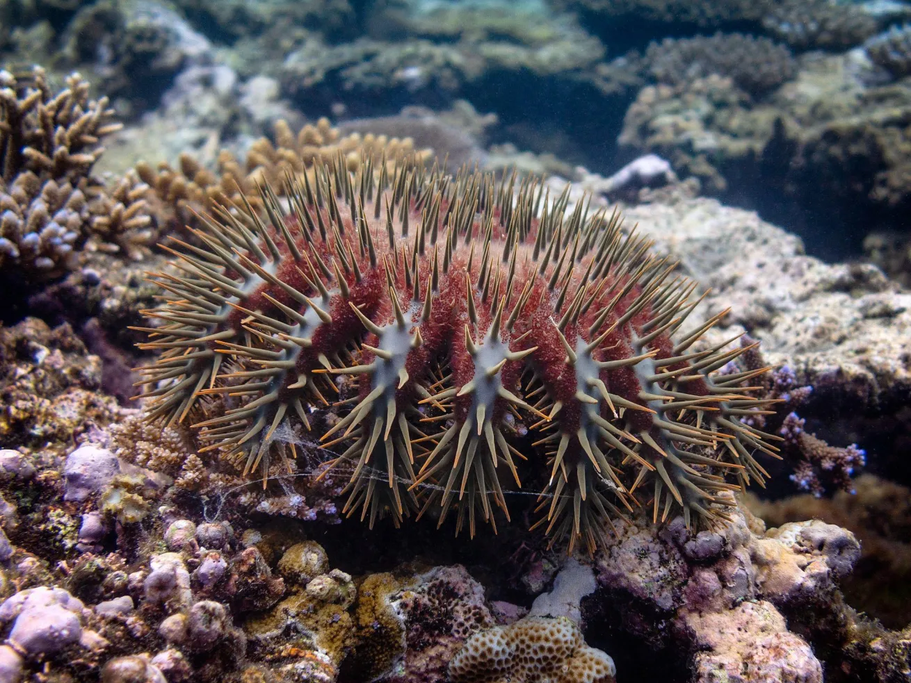 Crown-of-thorns starfish eat coral. Outbreaks of these animals can decimate reefs.