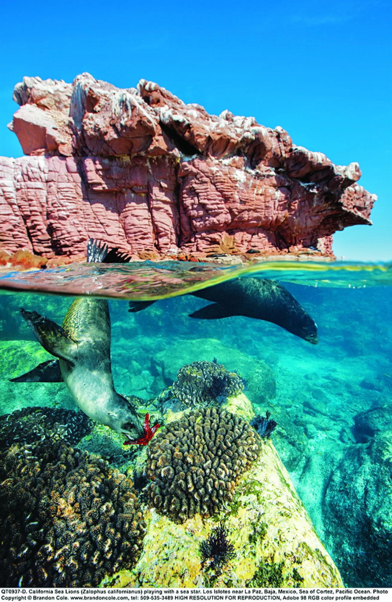 sea lion