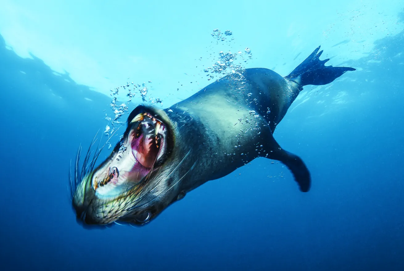 sea lion
