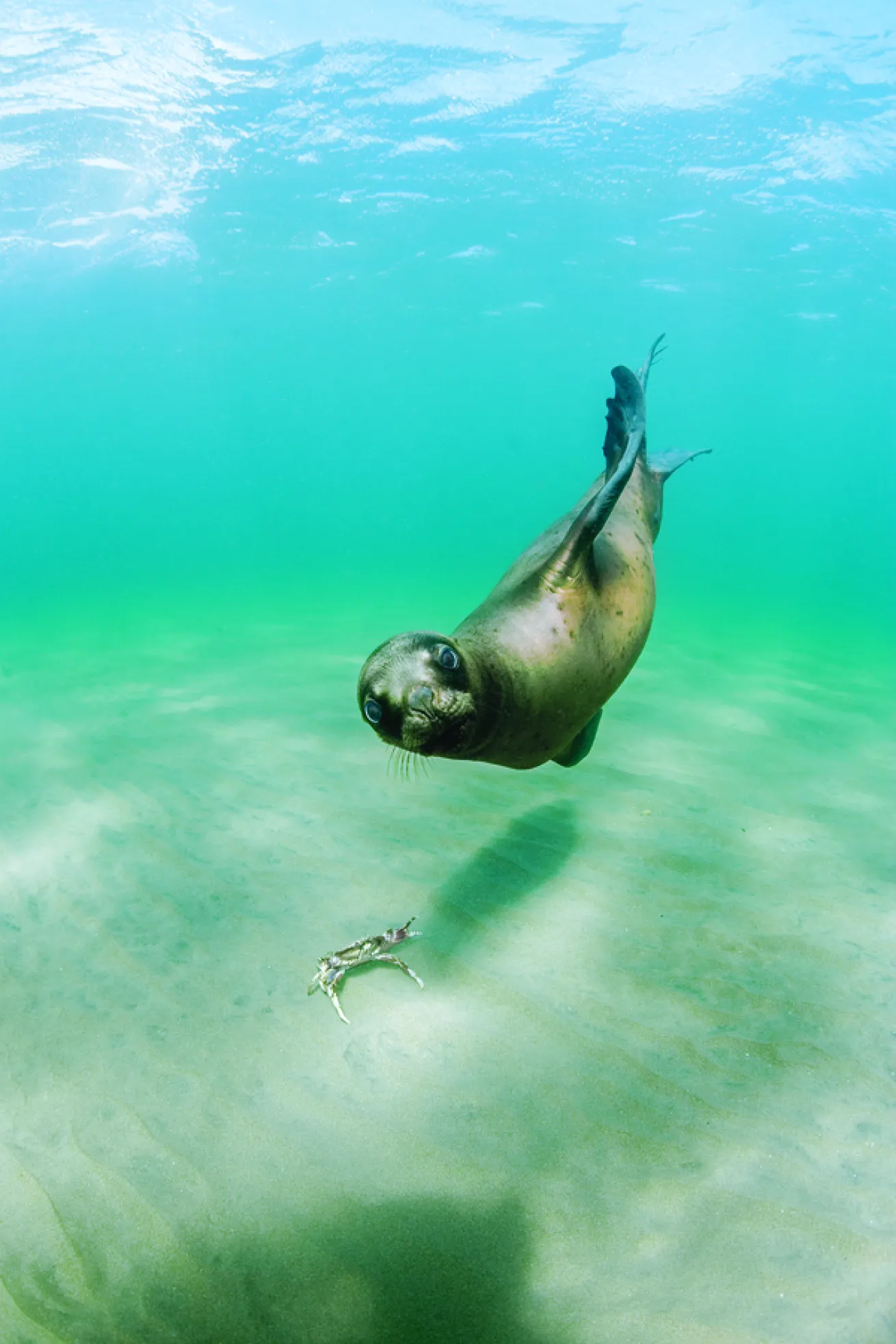 sea lion
