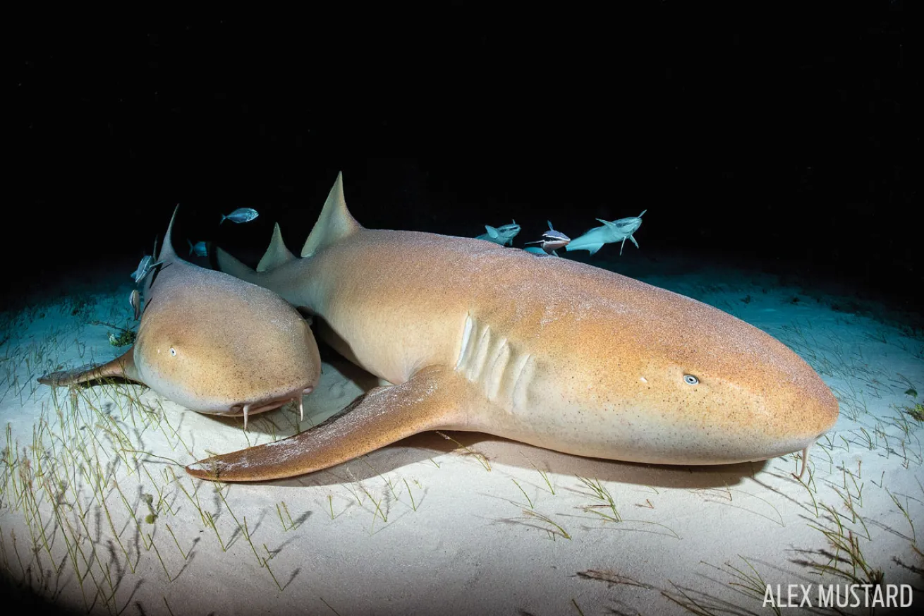 Shark in Bahamas 
