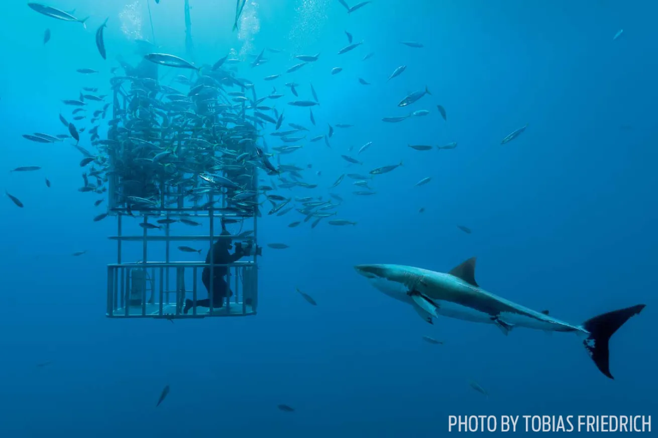 Great white shark mexico cage diving guadalupe