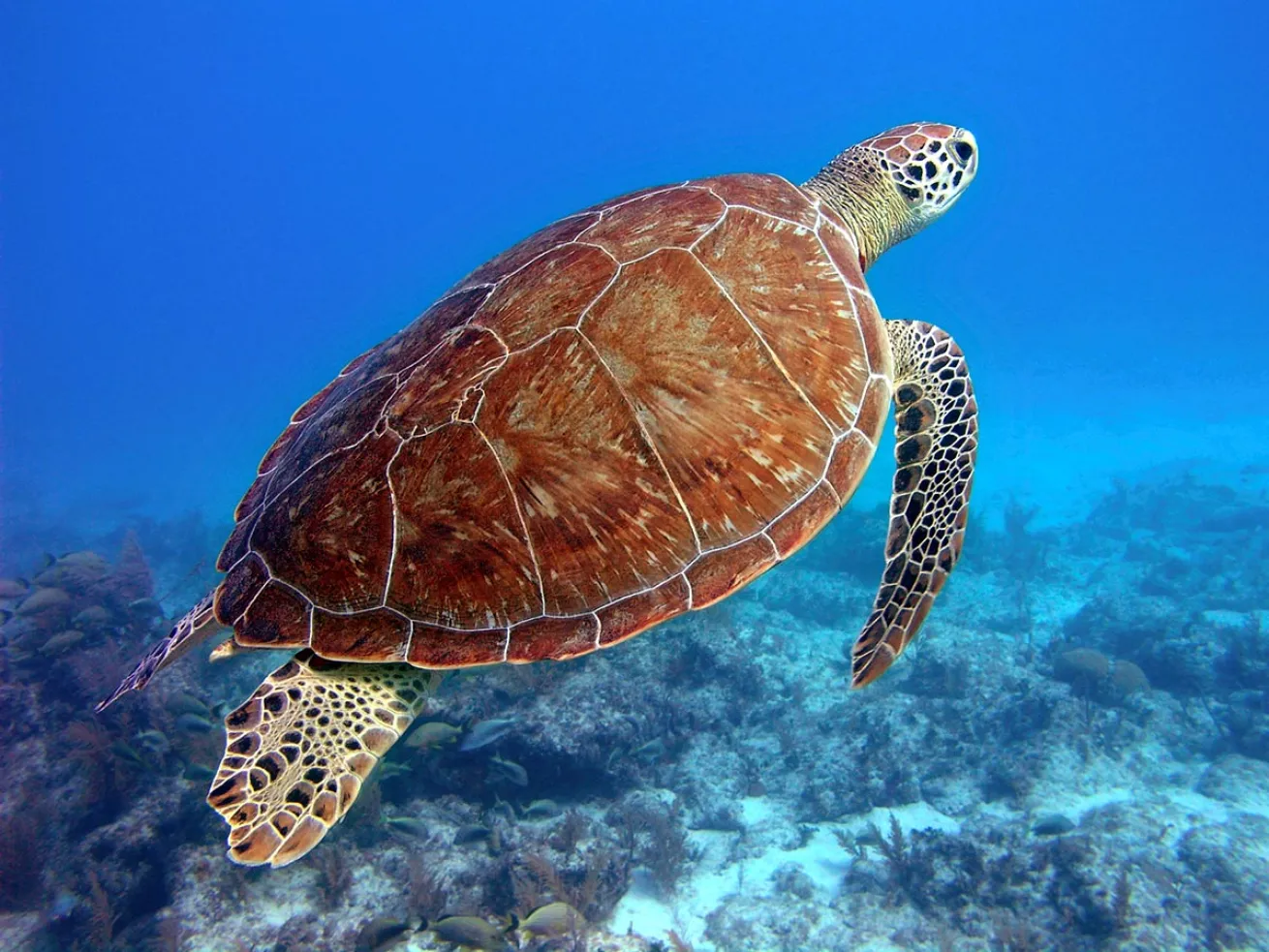 a turtle on a Fort Lauderdale dive site