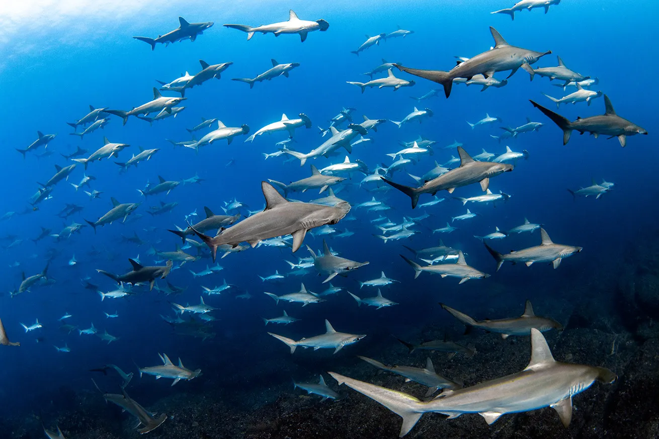 school of hammerhead sharks japan