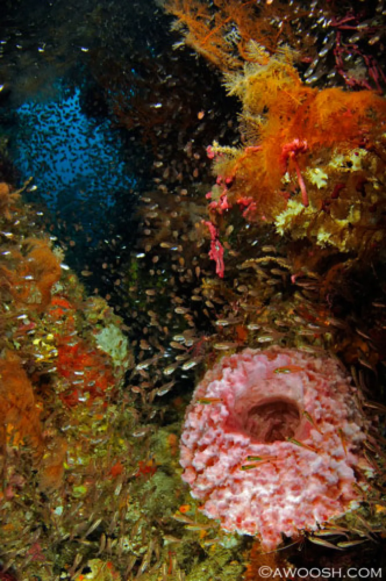 Raja Ampat underwater photography 