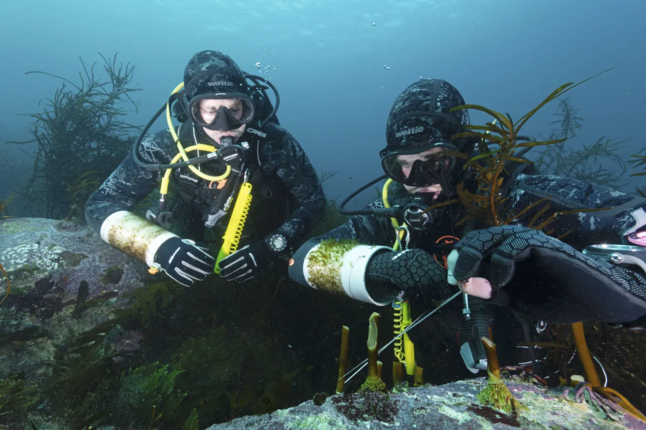A duo of divers seeds one of 800plus kelp patches in the waters surrounding Eaglehawk Dive Centre