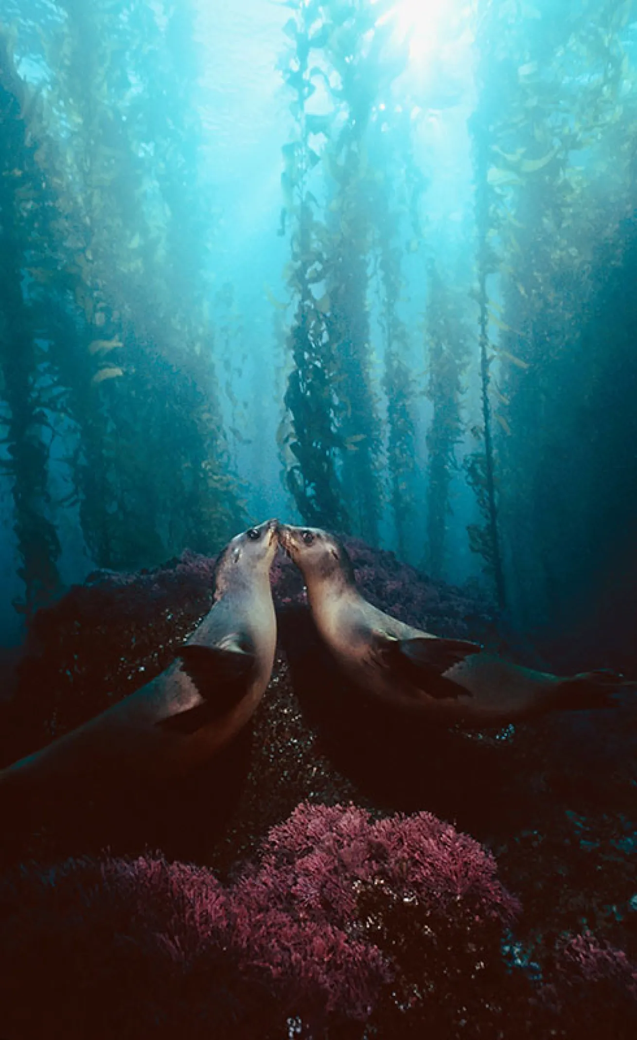 sea lions in kelp