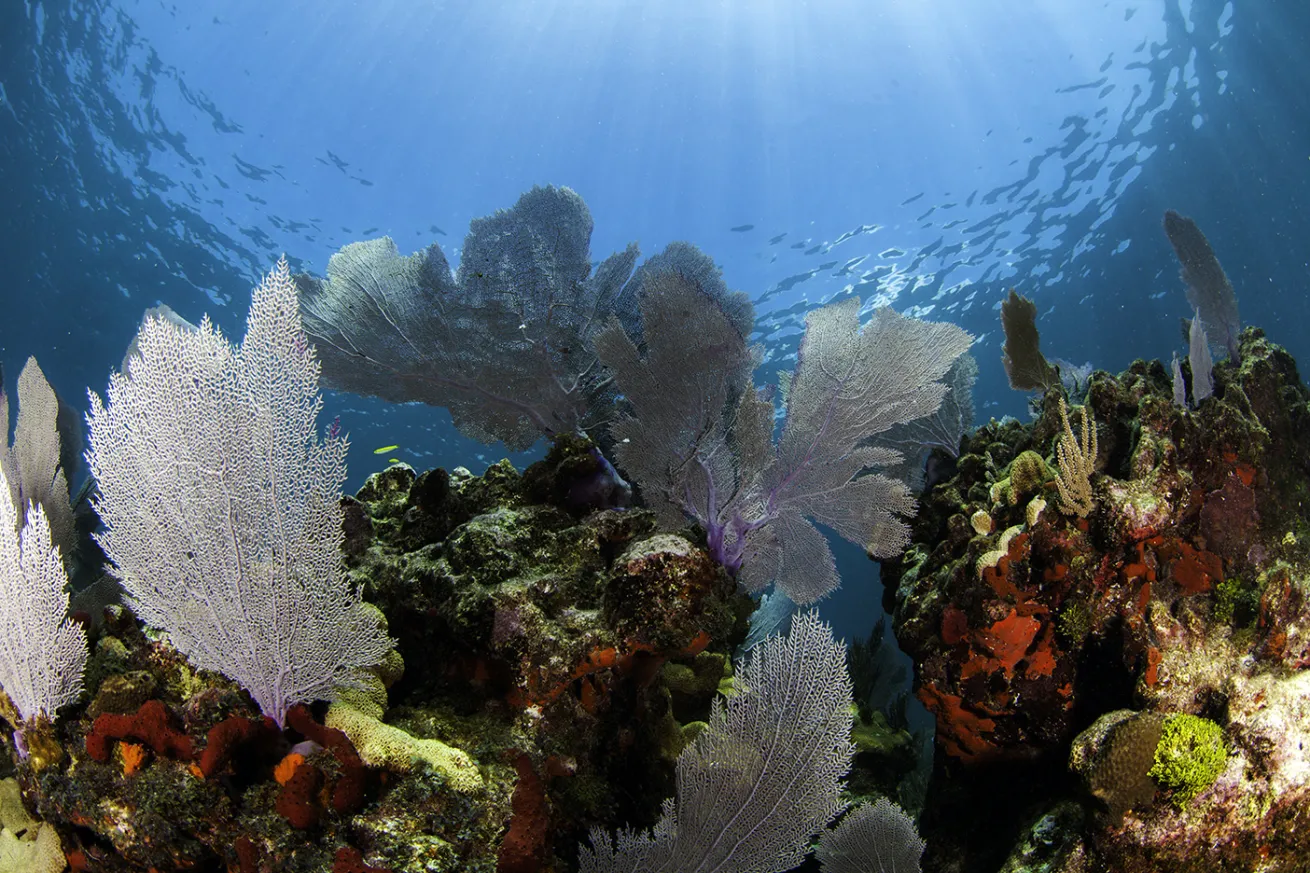 Colorful coral sea fans with blue water background and sun beams shining through the surface Florida Keys