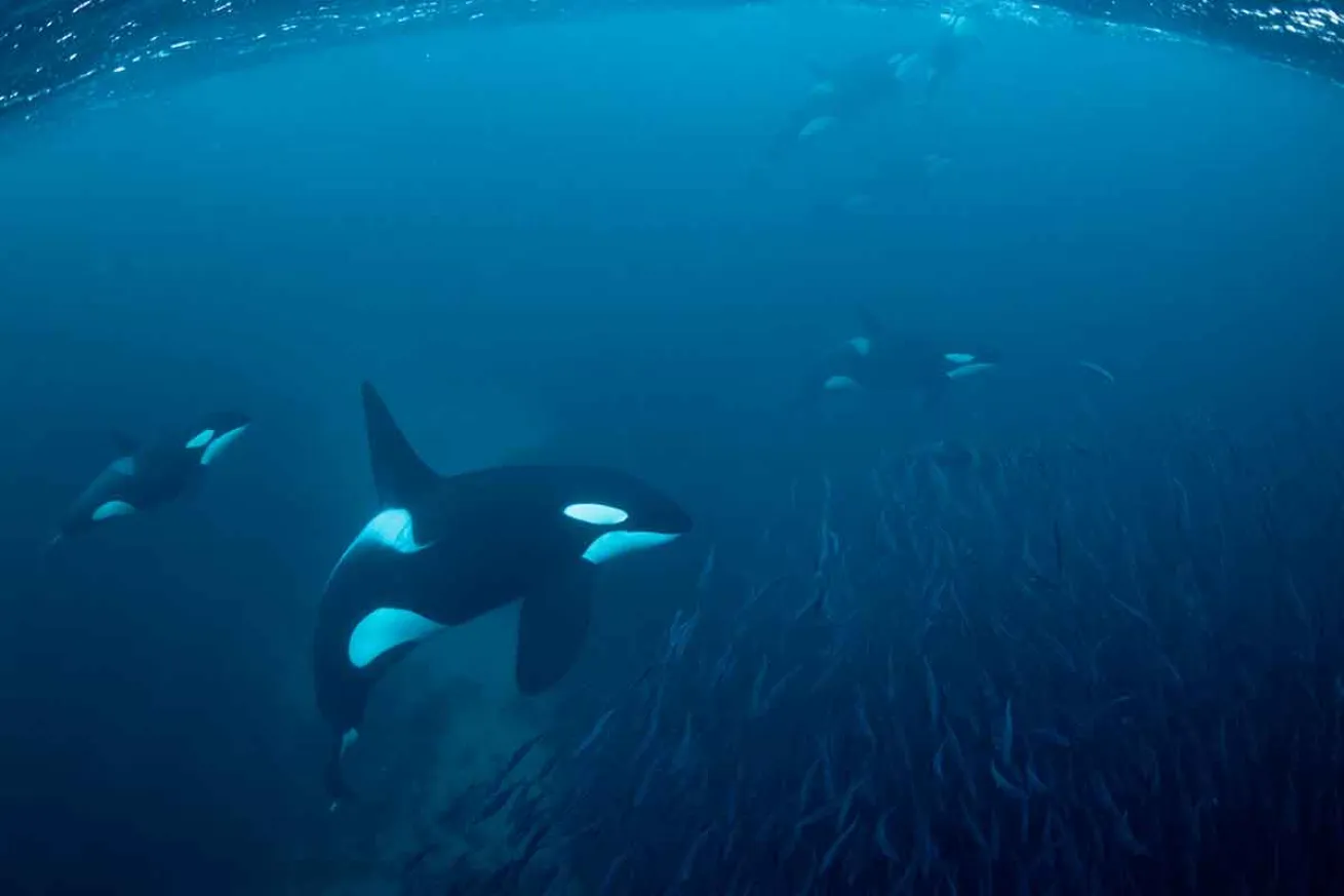 killer whale swimming speed