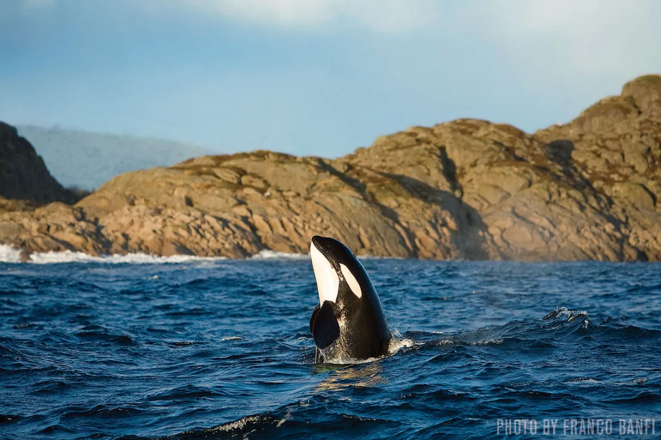 Killer Whales | Stromsholmen, Norway