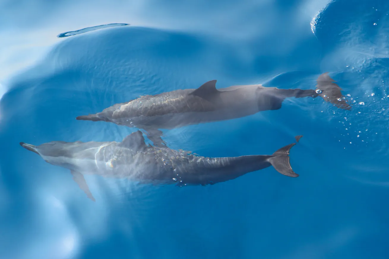 spinner dolphin kona hawaii