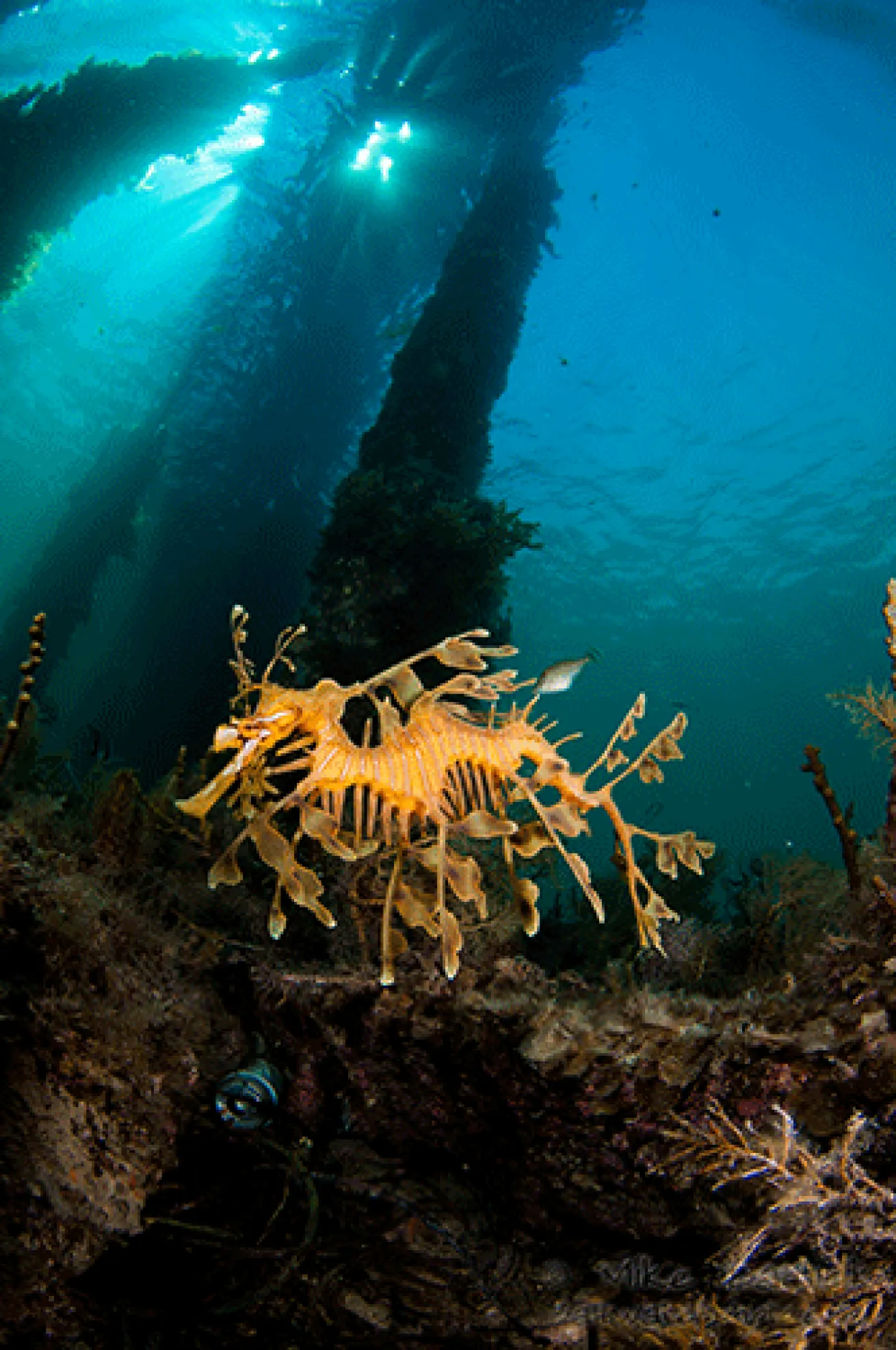 leafy sea dragon under a pier