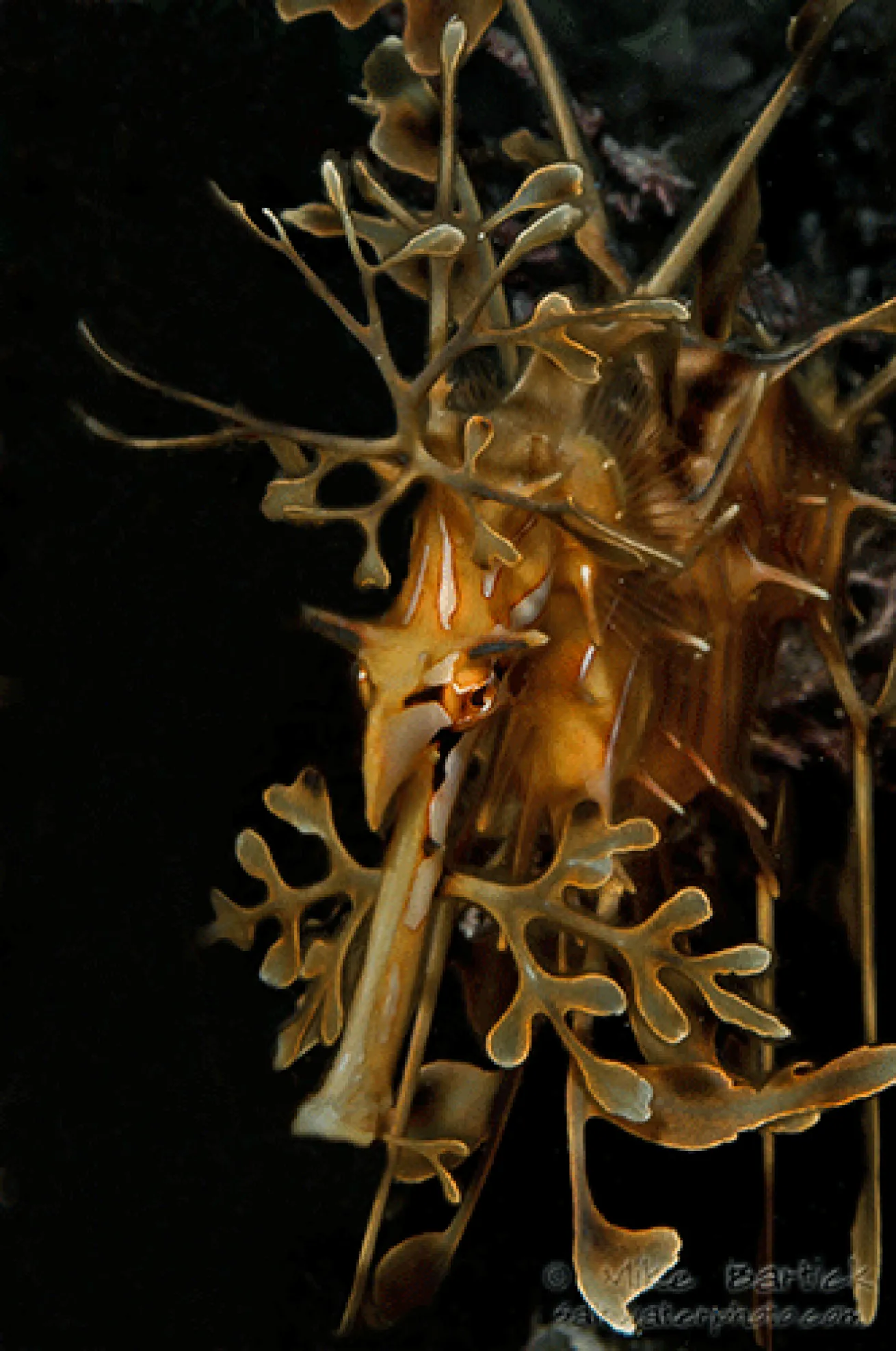 leafy sea dragon