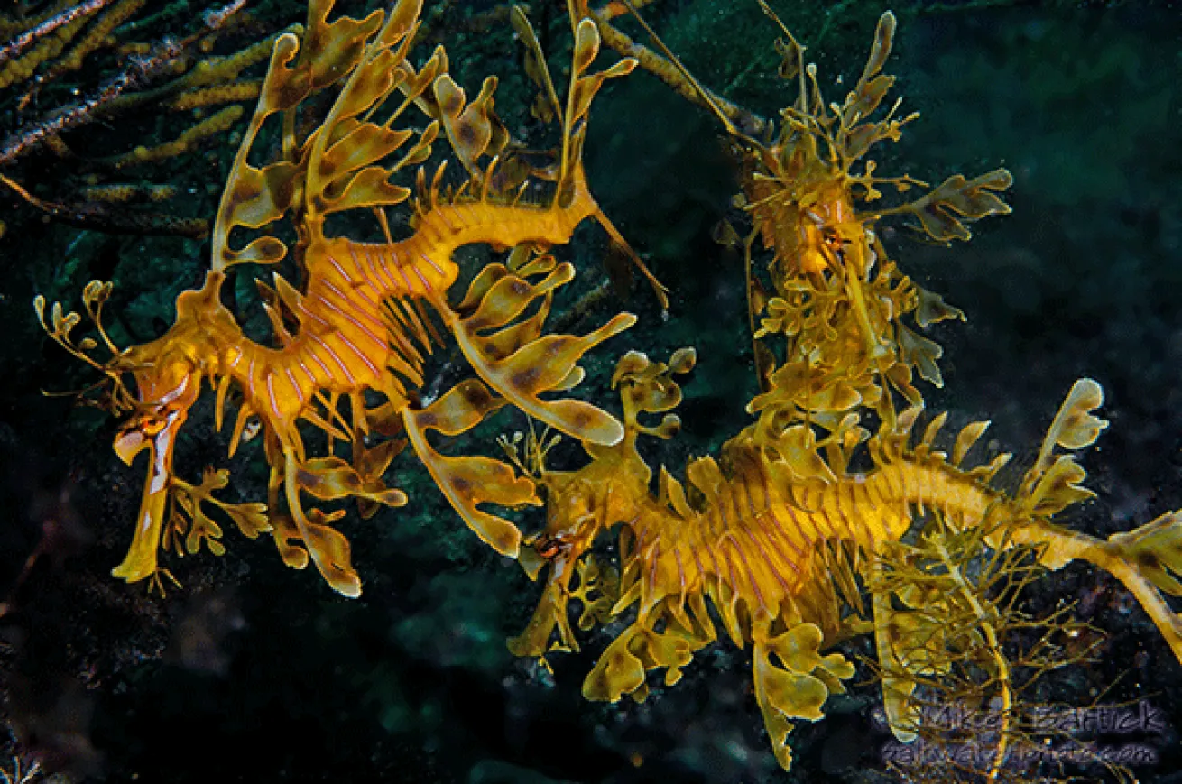 three leafy sea dragons