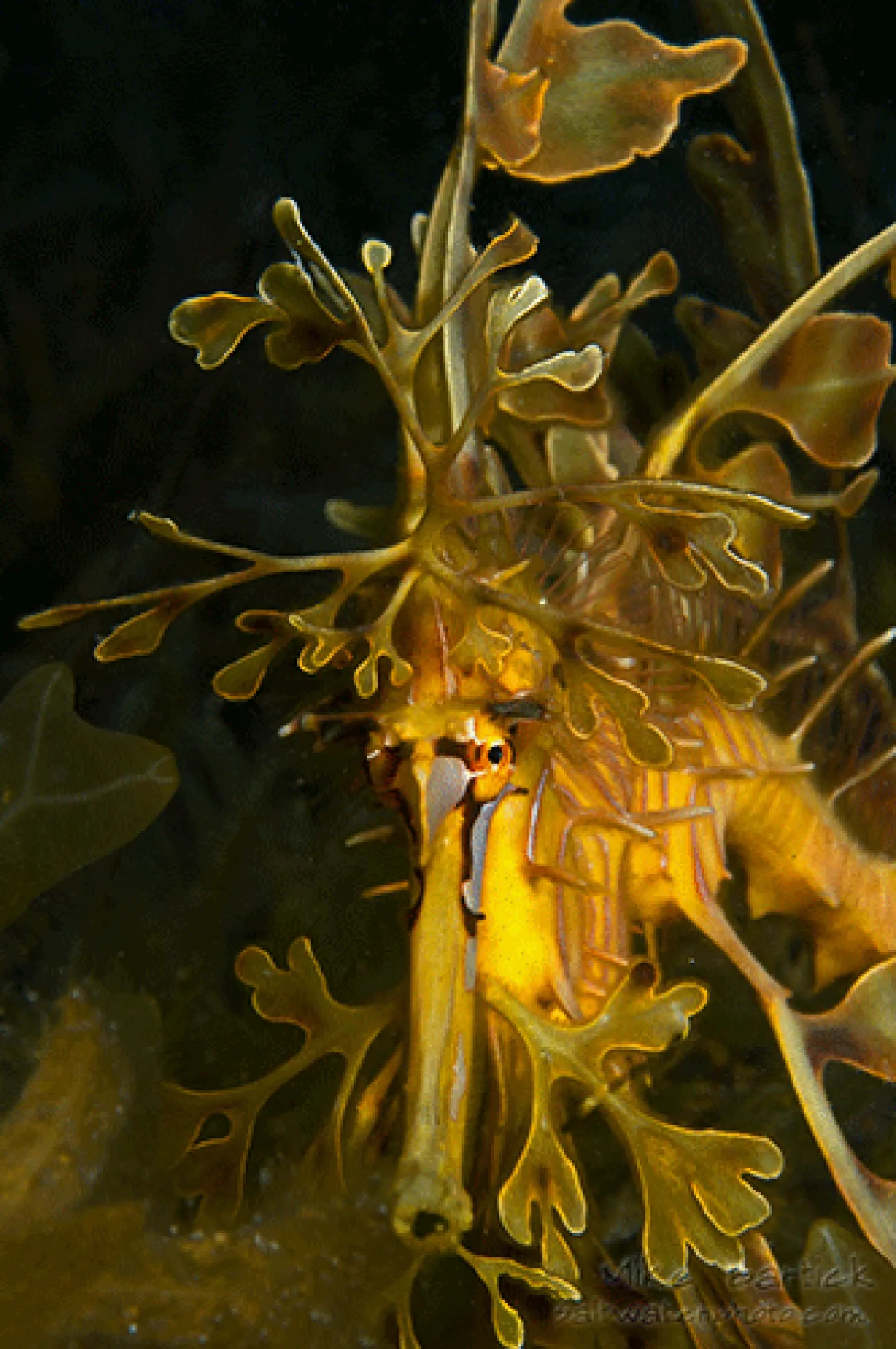 leafy sea dragon