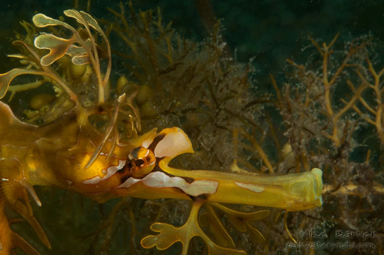 feeding leafy sea dragon