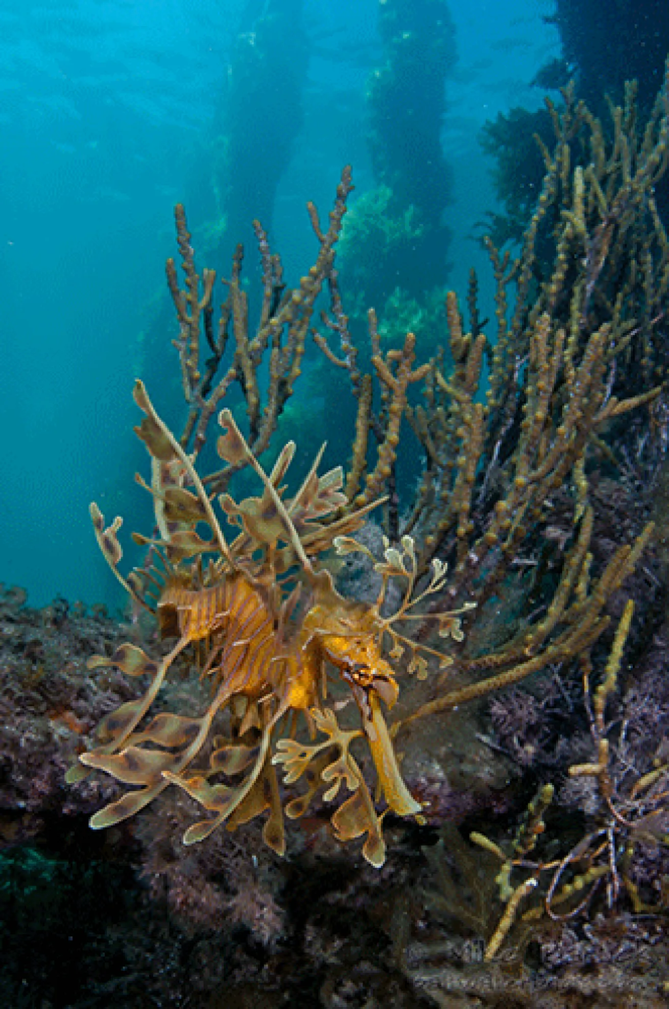 leafy sea dragon under Australia's Rapid Bay Jetty