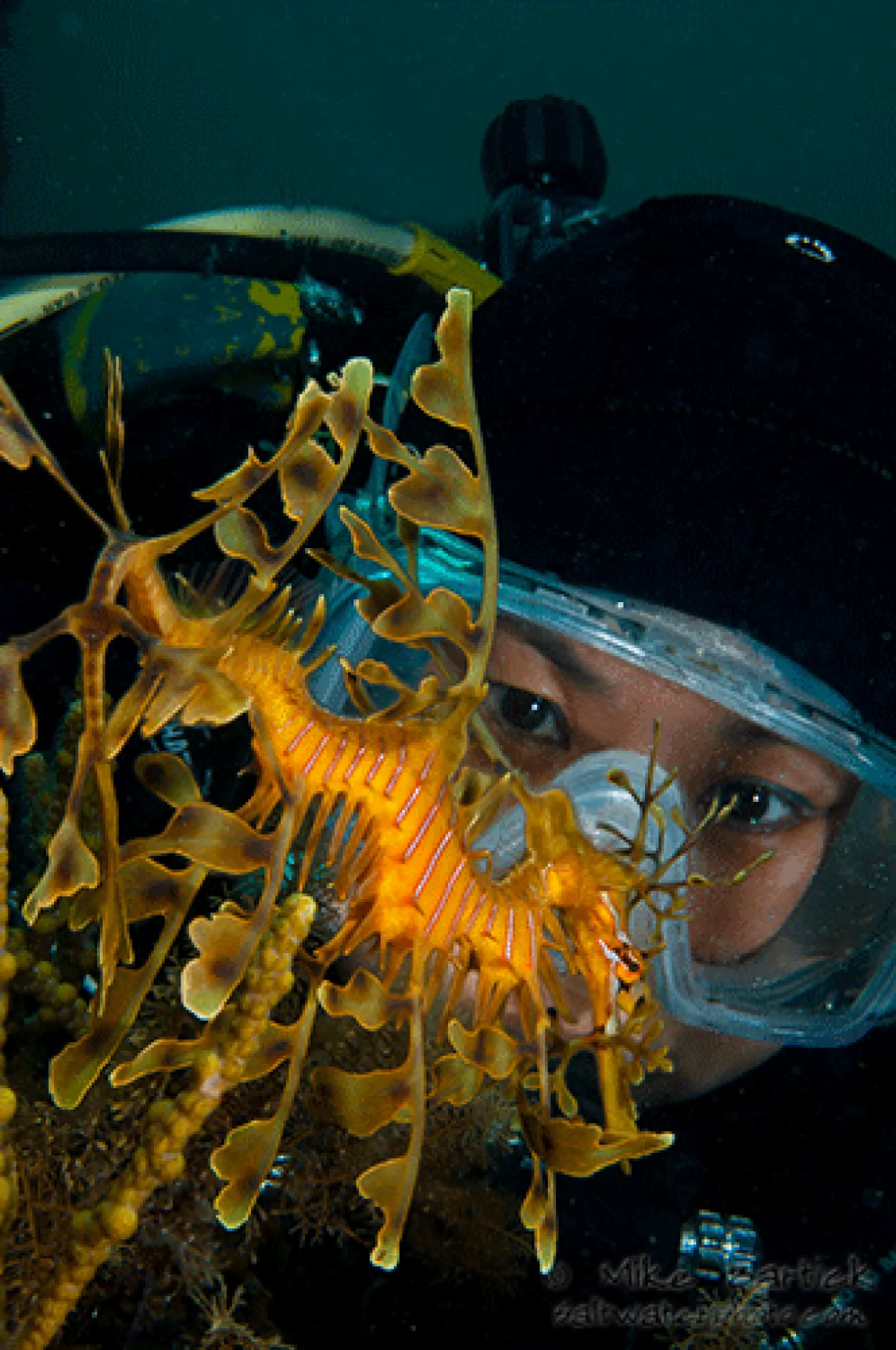 leafy sea dragon