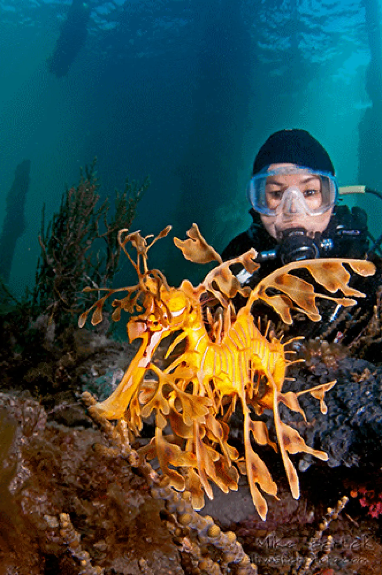 leafy sea dragon