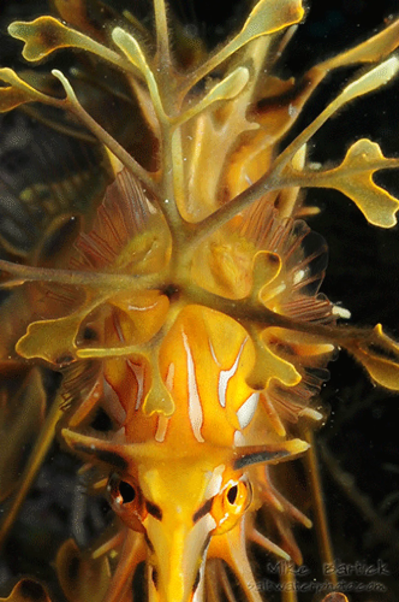 leafy sea dragon rakers