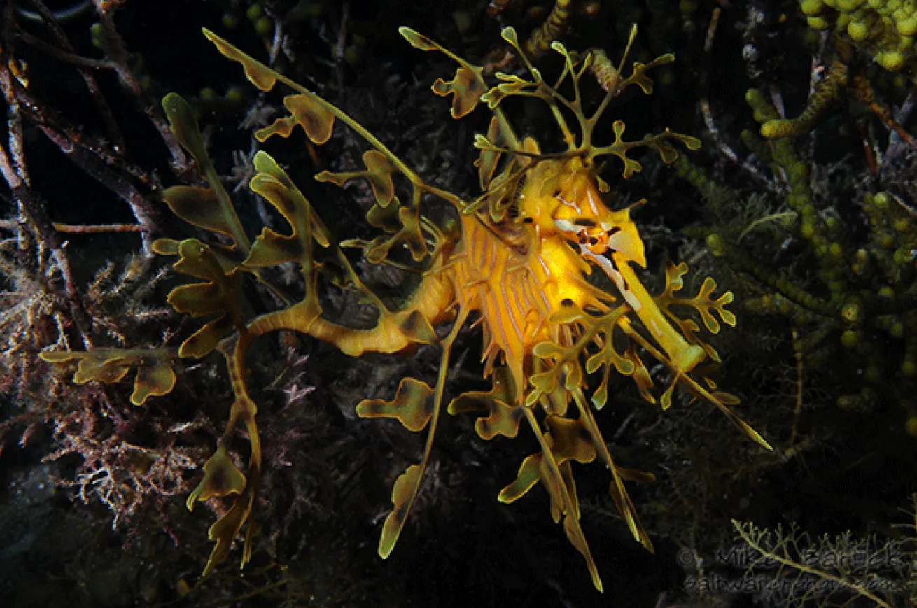 leafy sea dragon in algae