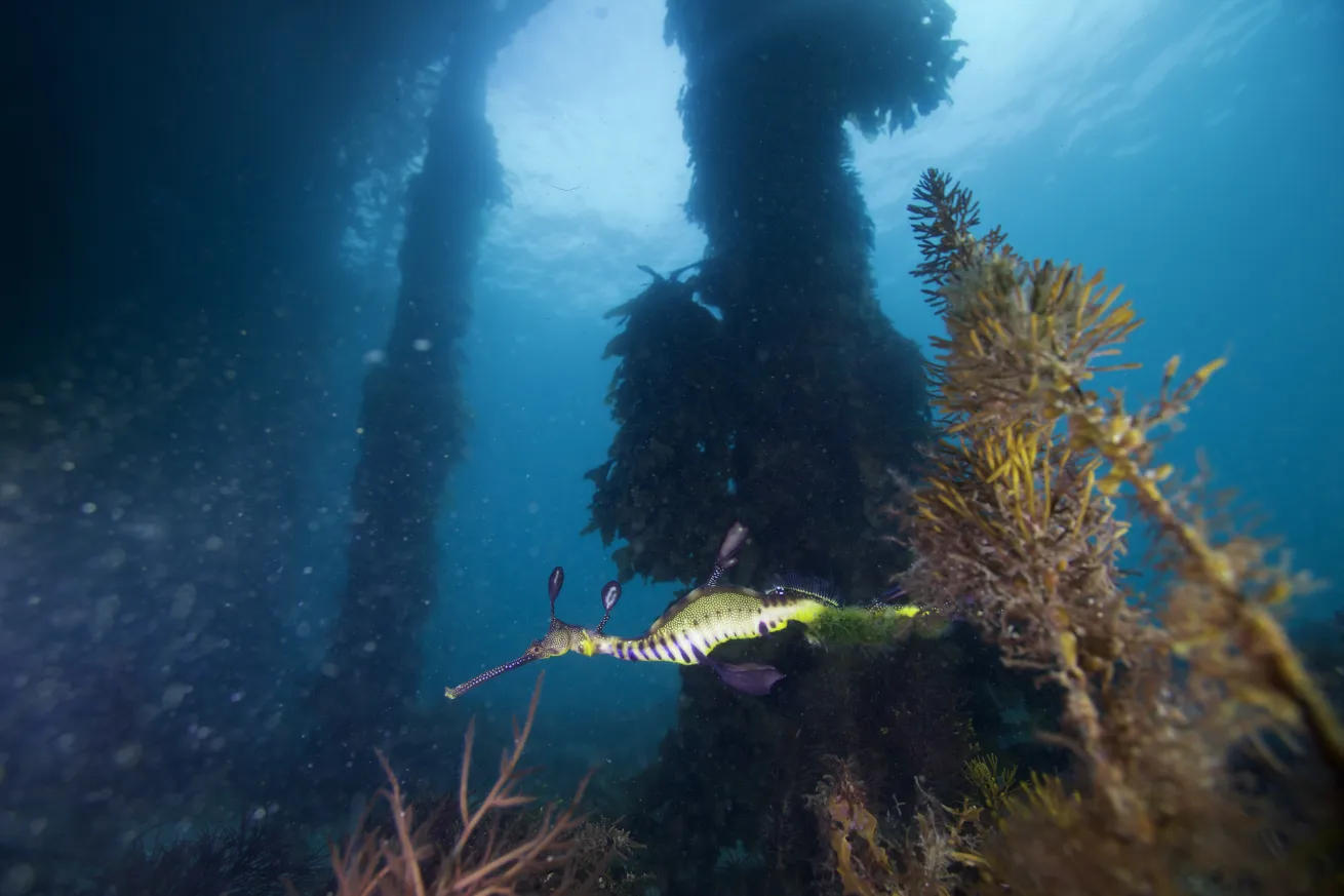 leafy sea dragon in australia