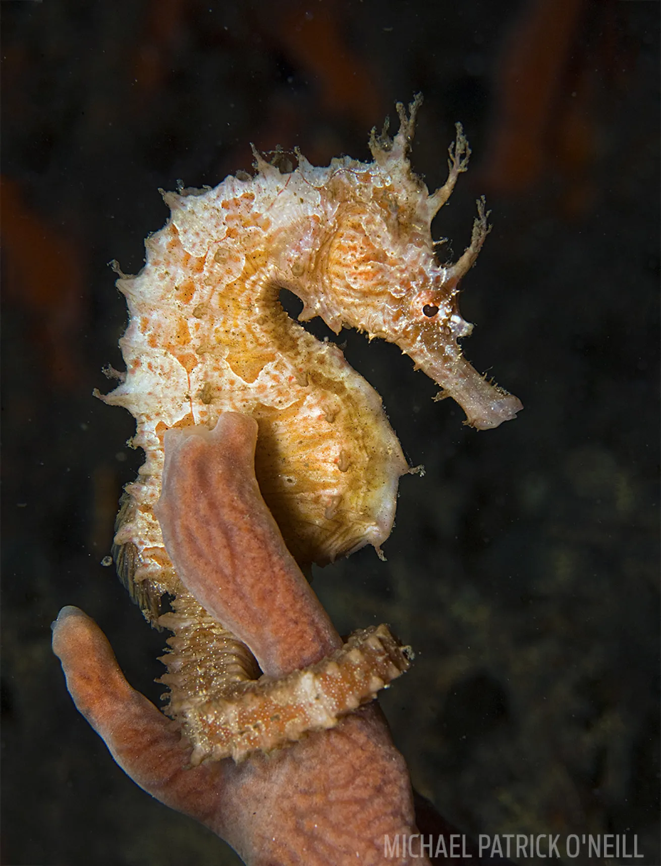 Lined seahorse Blue Heron Bridge, Palm Beach, Florida