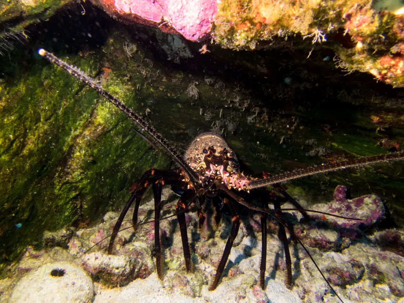 scuba diving with lobster in maui, hawaii