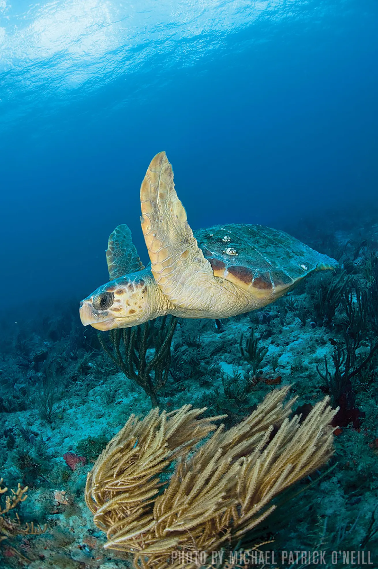 Loggerhead Turtles | Palm Beach, Florida